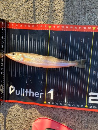 アイナメの釣果