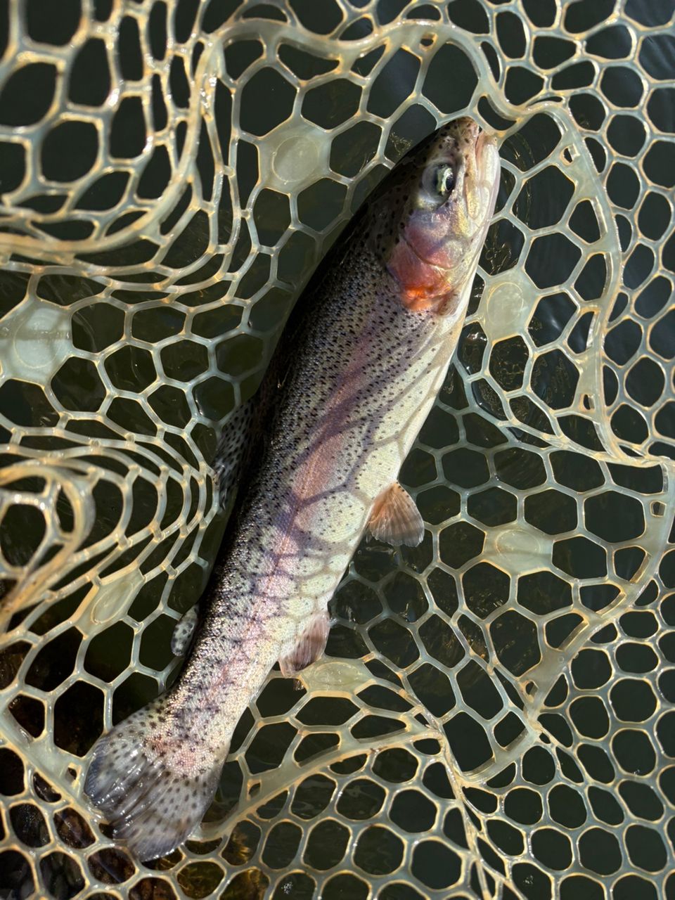 レインボートラウト