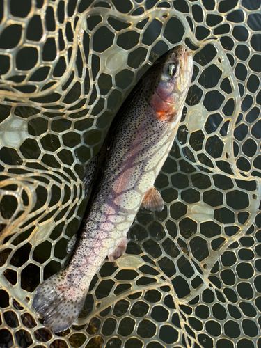 レインボートラウトの釣果