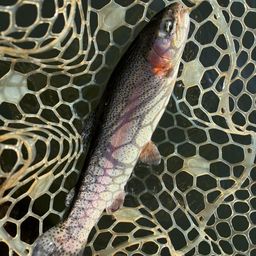 レインボートラウト