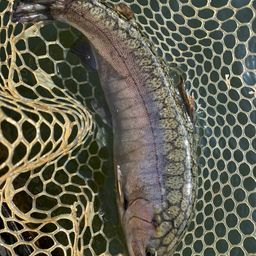 レインボートラウト