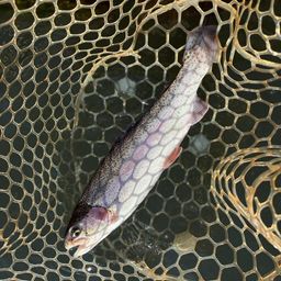 レインボートラウト