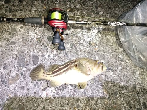 シマゾイの釣果