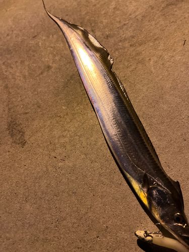 タチウオの釣果