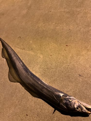 タチウオの釣果