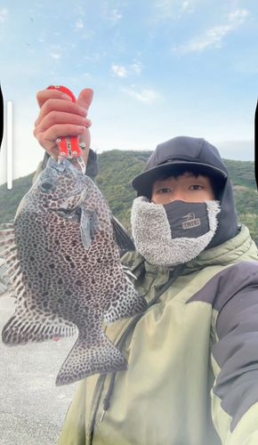 イシガキダイの釣果