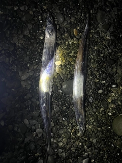 タチウオの釣果