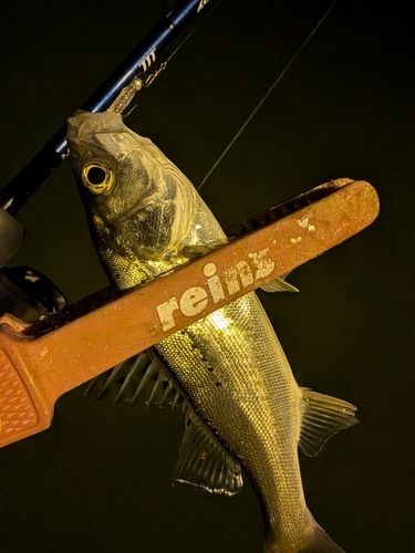 セイゴ（マルスズキ）の釣果