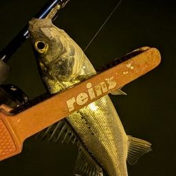 セイゴ（マルスズキ）