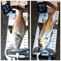 セイゴ（ヒラスズキ）