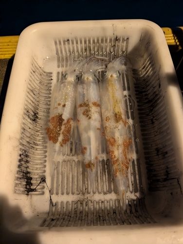 ヤリイカの釣果