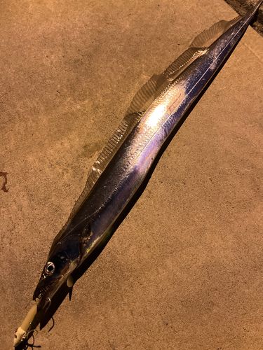 タチウオの釣果