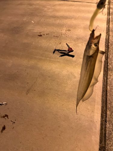 タチウオの釣果