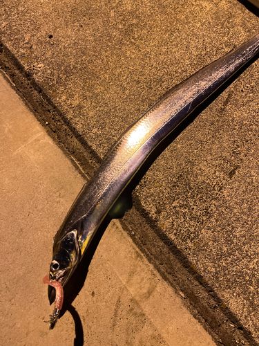 タチウオの釣果