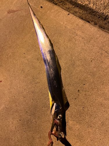 タチウオの釣果