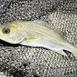 セイゴ（ヒラスズキ）