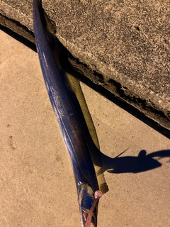 タチウオの釣果