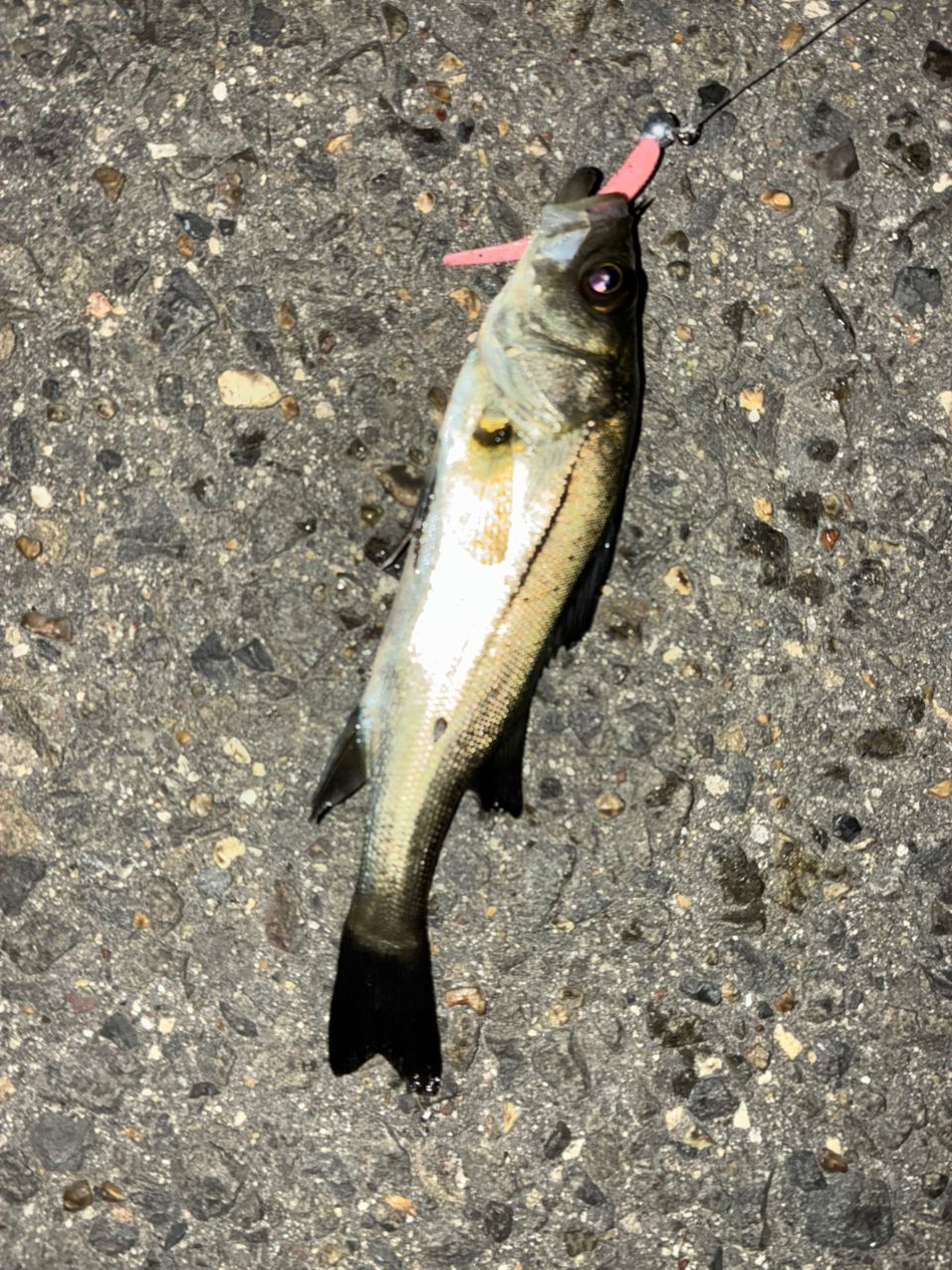 セイゴ（タイリクスズキ）