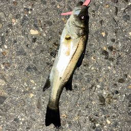 セイゴ（タイリクスズキ）