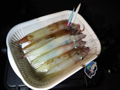 イカの釣果