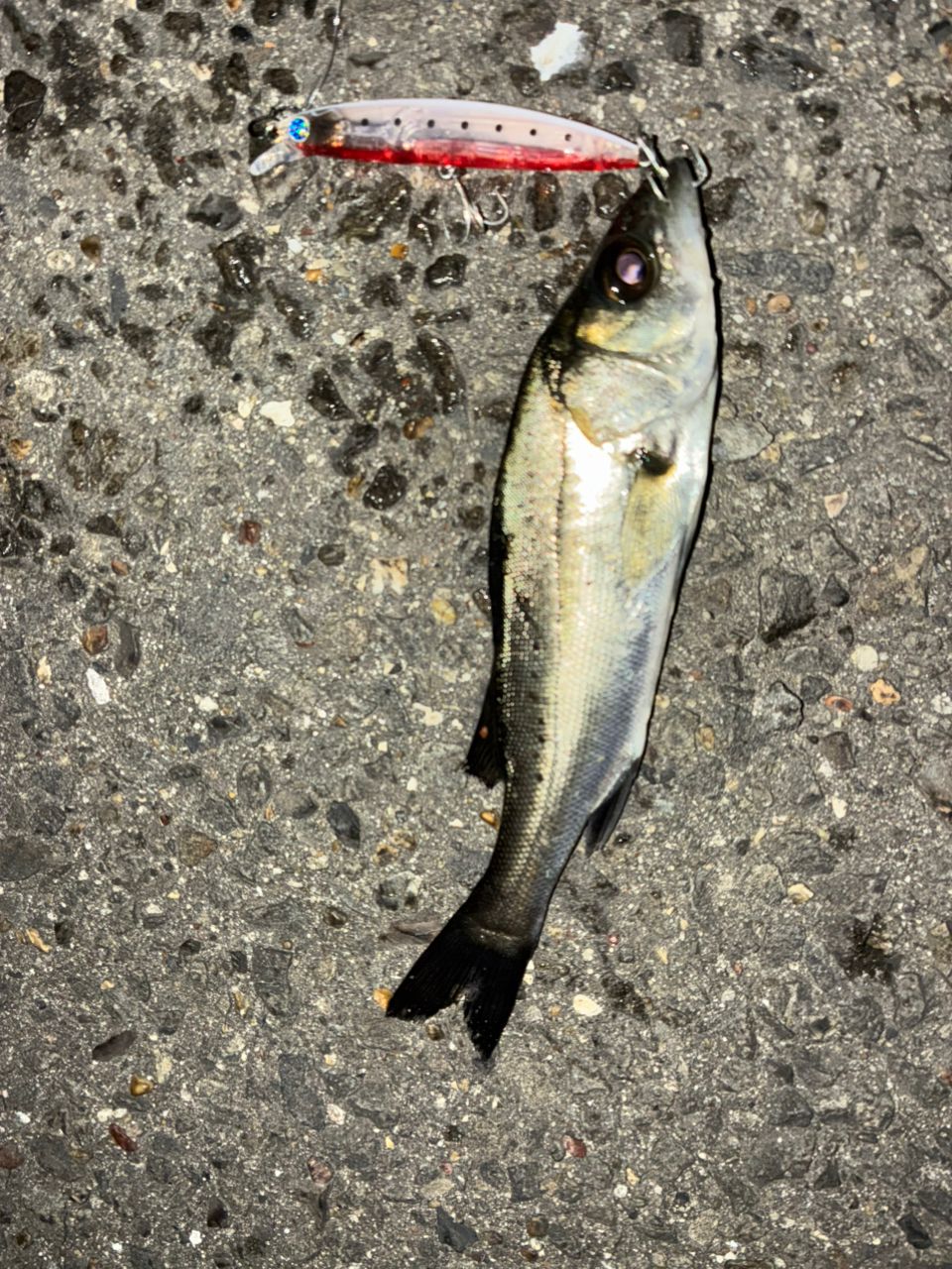 セイゴ（タイリクスズキ）