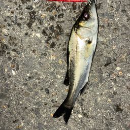 セイゴ（タイリクスズキ）