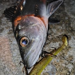 セイゴ（マルスズキ）