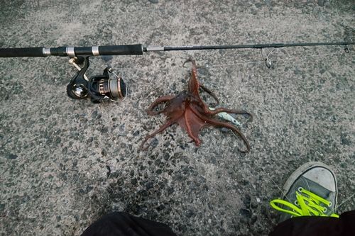 マダコの釣果