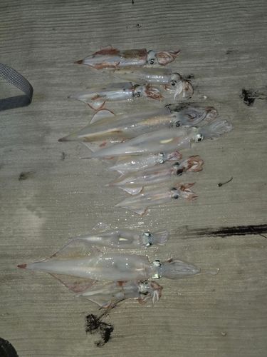 ヤリイカの釣果