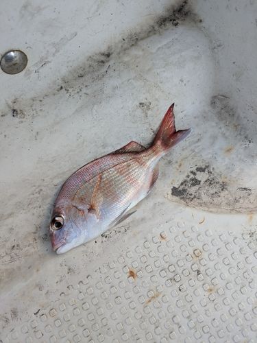 チャリコの釣果