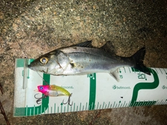 セイゴ（マルスズキ）の釣果