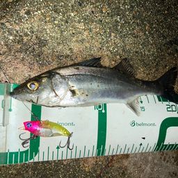 セイゴ（マルスズキ）