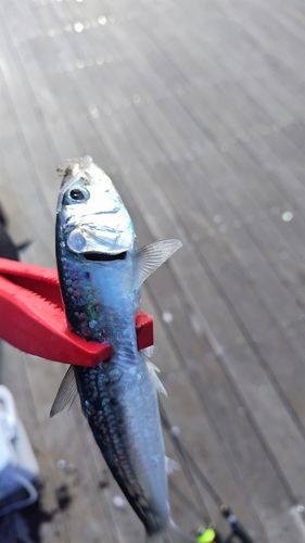 小名浜港アクアマリンふくしま周辺