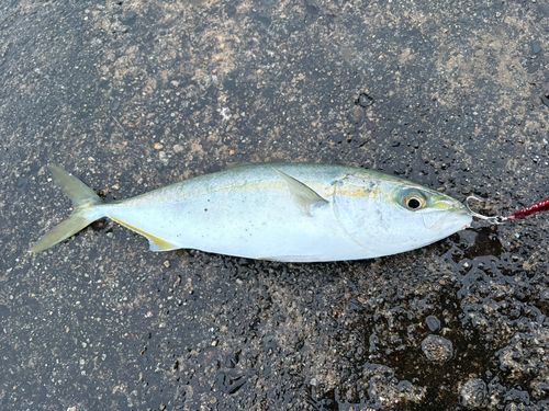 コズクラの釣果