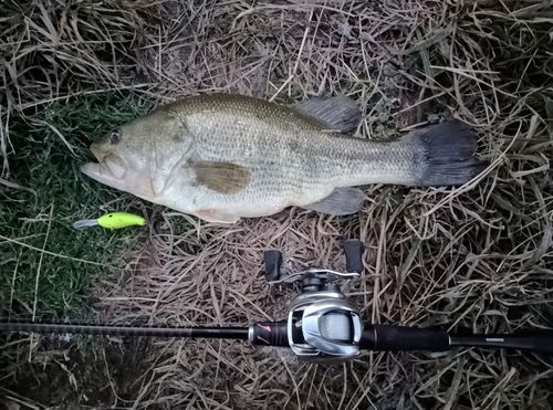 ブラックバスの釣果