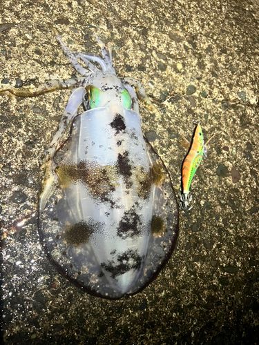 アオリイカの釣果