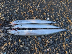 タチウオの釣果