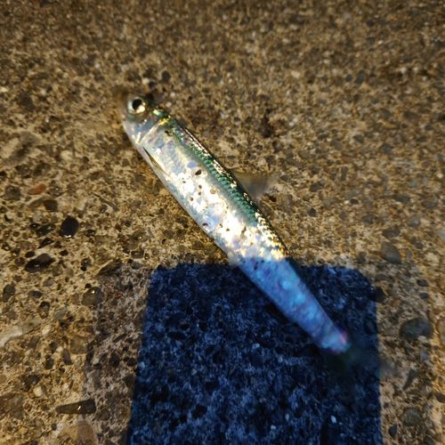 イワシの釣果