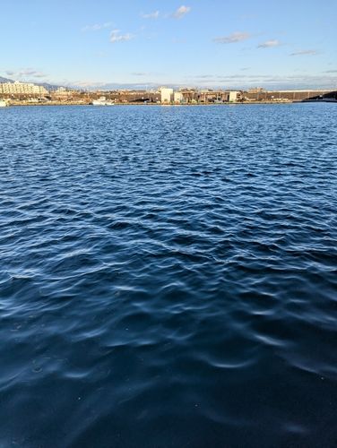 シロギスの釣果