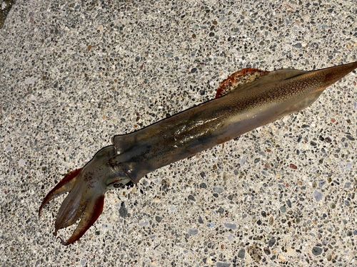 ヤリイカの釣果