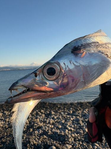 タチウオの釣果