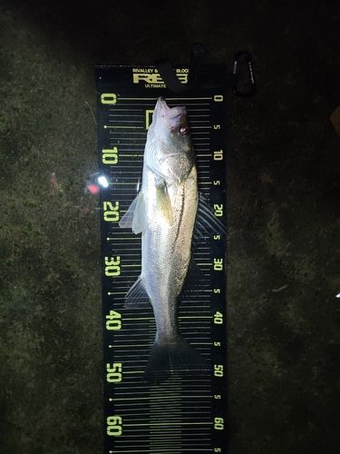 シマスズキの釣果