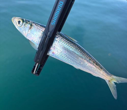 カタボシイワシの釣果