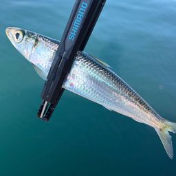 カタボシイワシ