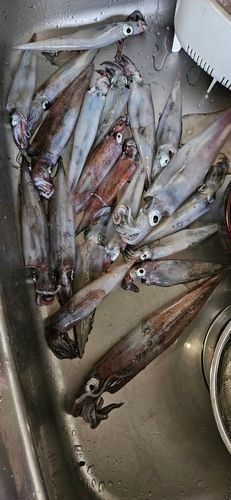 ヤリイカの釣果