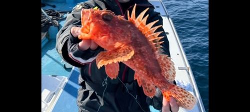 イズカサゴの釣果