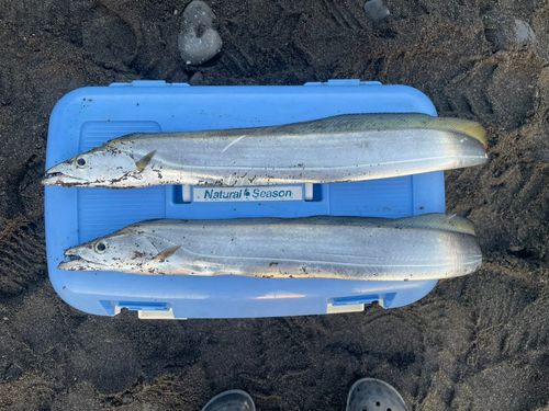 タチウオの釣果