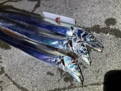 タチウオの釣果