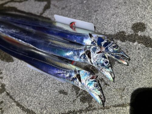 タチウオの釣果