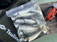 マルアジの釣果